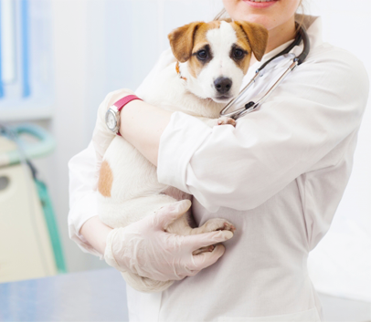 日本獣医内分泌研究会は獣医学、薬学など生命科学の研究・検査に必要な知識の普及と学問水準の向上に貢献します